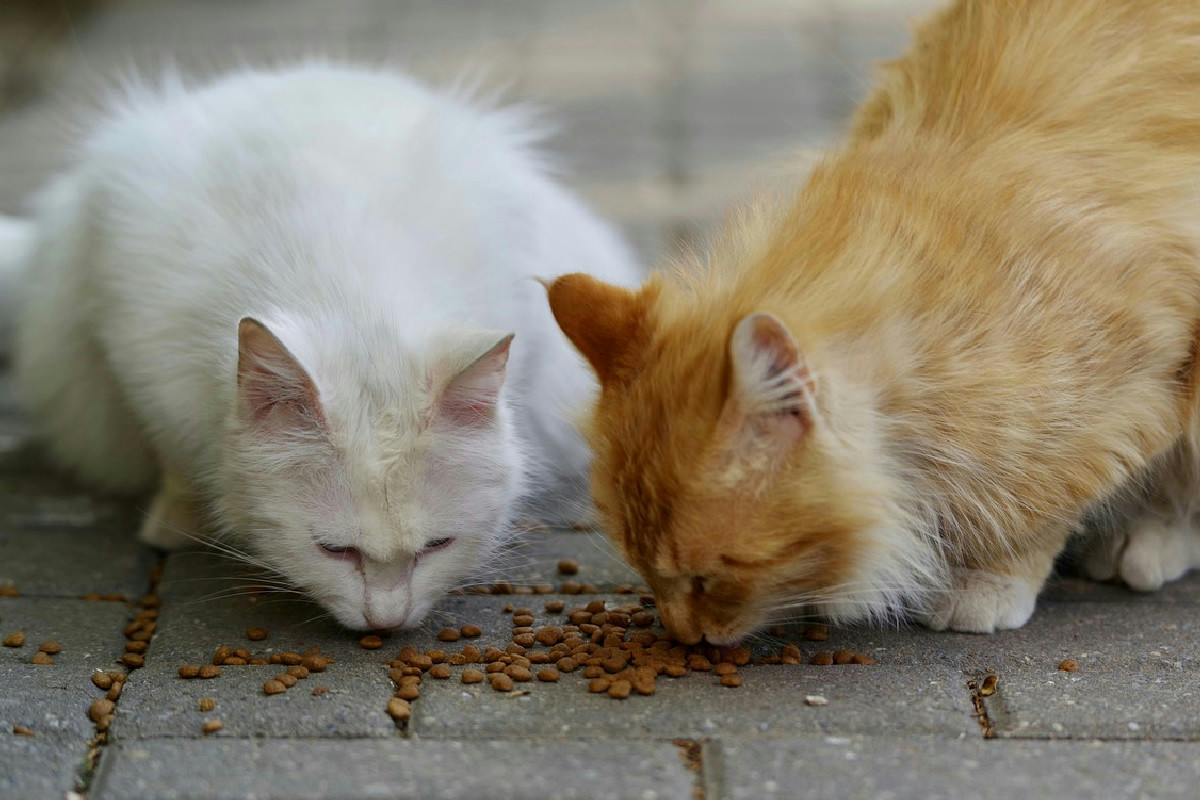 Dal 2026 scende l’Iva su crocchette e alimenti speciali: così cambiano i prezzi per cani e gatti