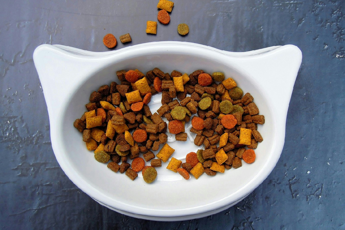 Dal 2026 scende l’Iva su crocchette e alimenti speciali: così cambiano i prezzi per cani e gatti