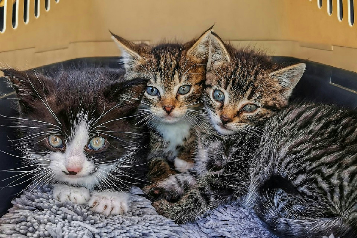 Accessori per animali, crollo delle vendite nel 2025 ma tappetini e trasportini non si fermano