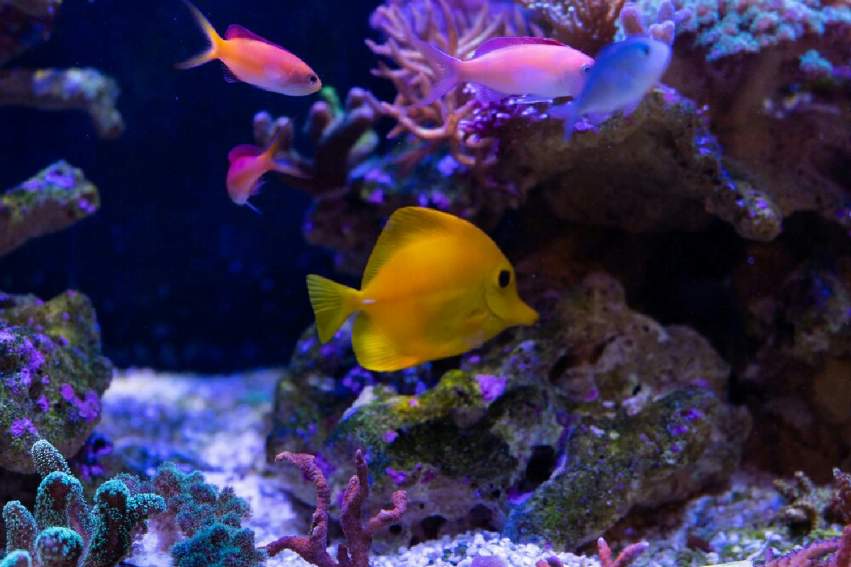 Acquario perfetto anche per principianti: tutti gli step essenziali per pesci sani e felici