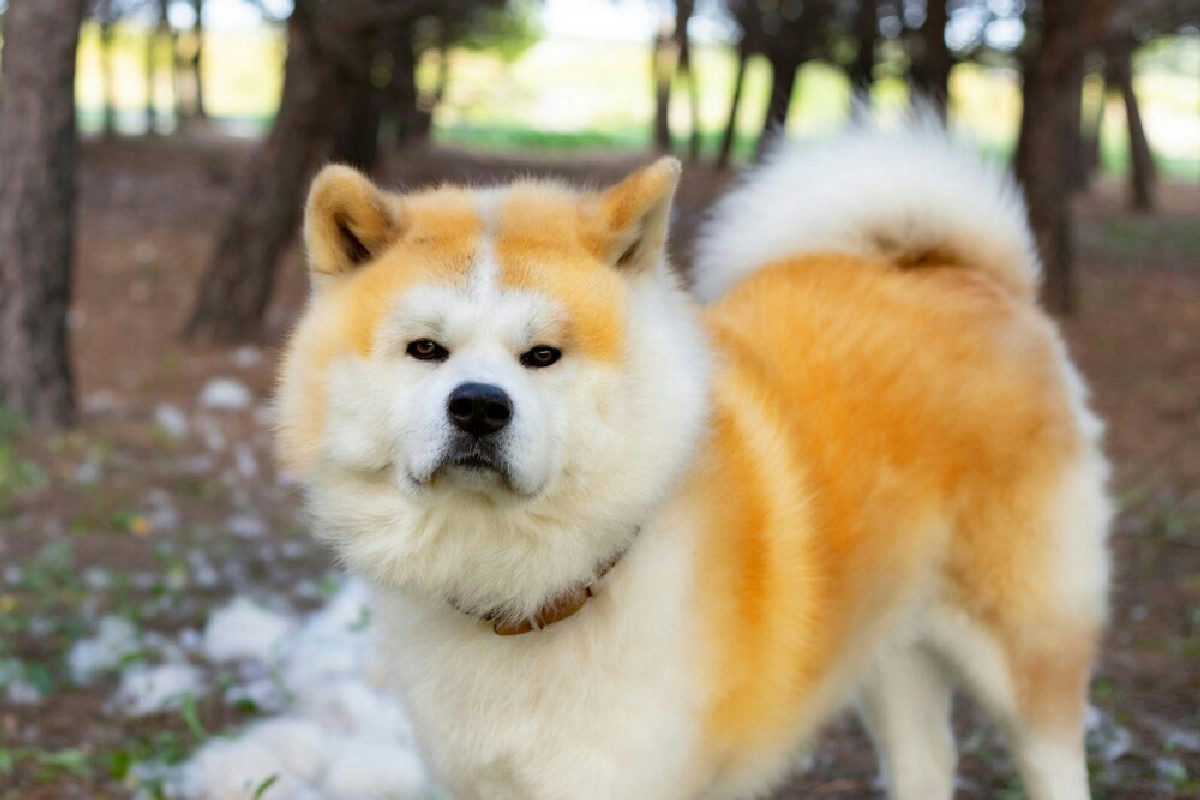 Akita, lo straordinario gigante giapponese: carattere, esigenze e segreti per allevarlo al meglio