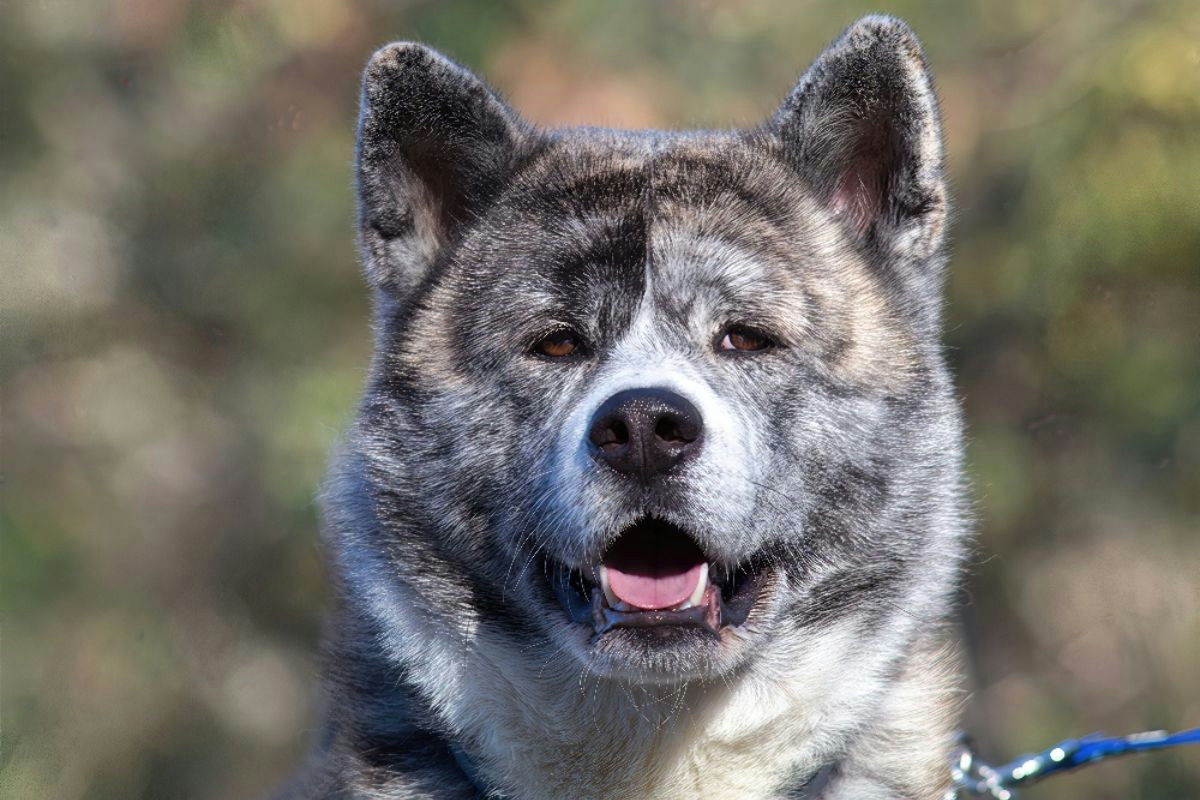 Animali domestici d’estate: le regole d’oro per garantire salute, freschezza e benessere ogni giorno