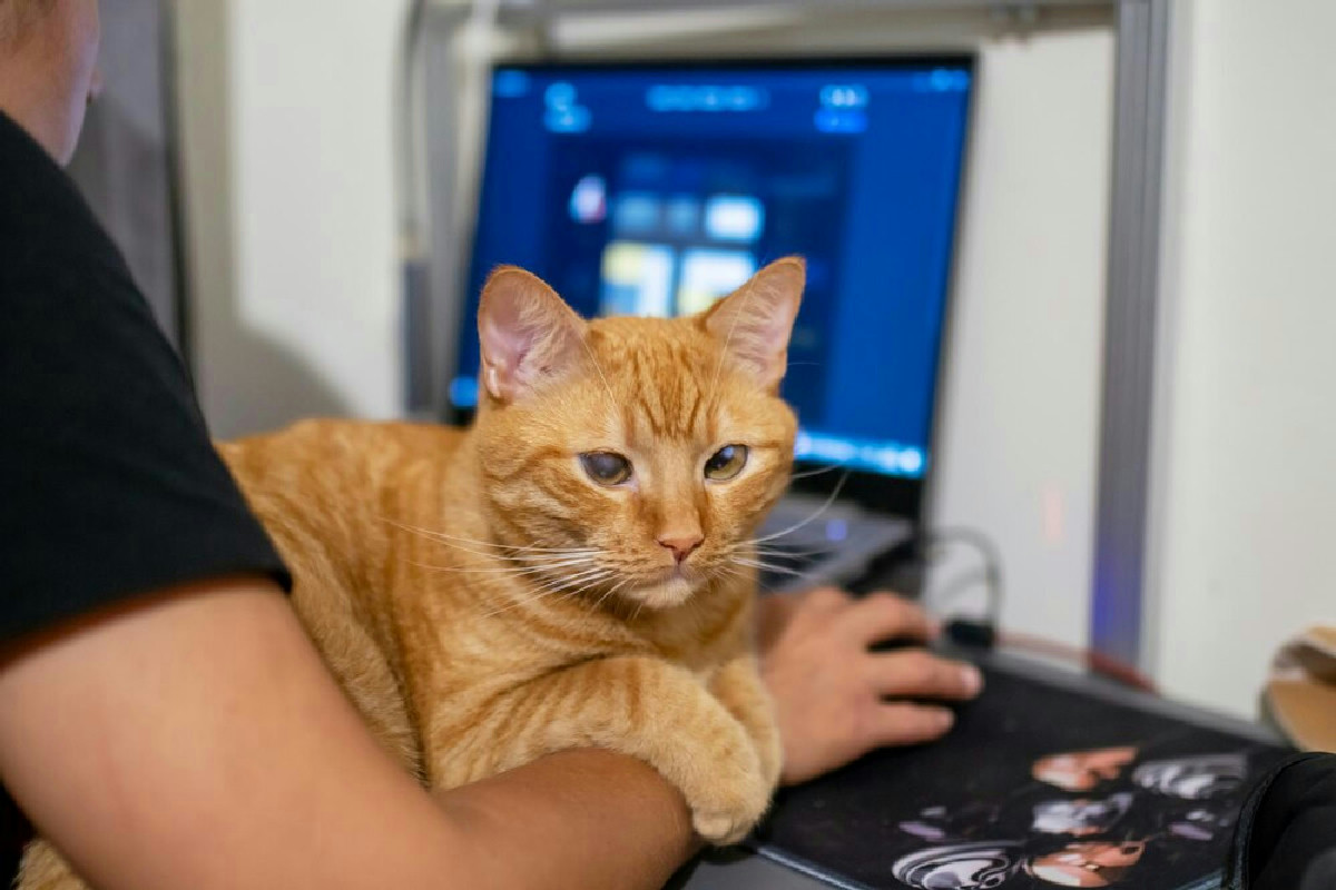 Animali domestici protetti: microchip obbligatorio, stop a incroci e novità su collari e cuccioli