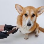 Animali domestici protetti: microchip obbligatorio, stop a incroci e novità su collari e cuccioli