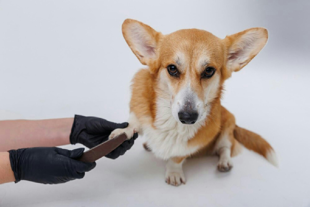 Animali domestici protetti: microchip obbligatorio, stop a incroci e novità su collari e cuccioli