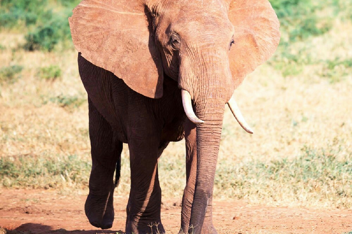 Gli animali nascondono segreti affascinanti: 5 curiosità incredibili che ti lasceranno a bocca aperta