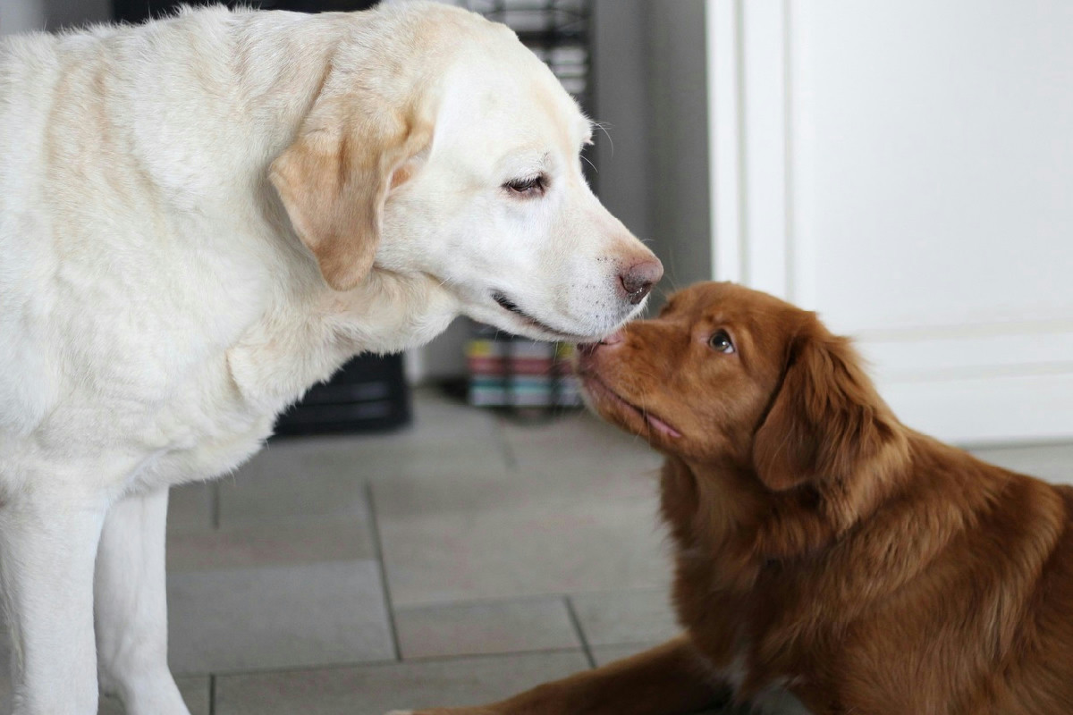 Cane che abbaia in condominio? Ecco cosa rischia il proprietario tra multe, regole e convivenza