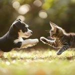 Cani e gatti felici tra le tue mura: 10 strategie pratiche per una casa a misura di zampe