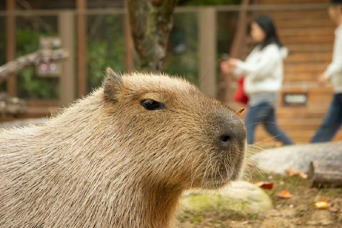 Il capibara: il gigante gentile che conquista il cuore di chi ama i piccoli animali domestici
