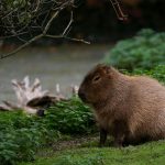 Il capibara: il gigante gentile che conquista il cuore di chi ama i piccoli animali domestici