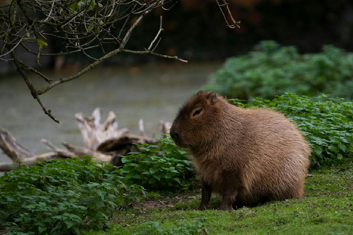 Il capibara: il gigante gentile che conquista il cuore di chi ama i piccoli animali domestici