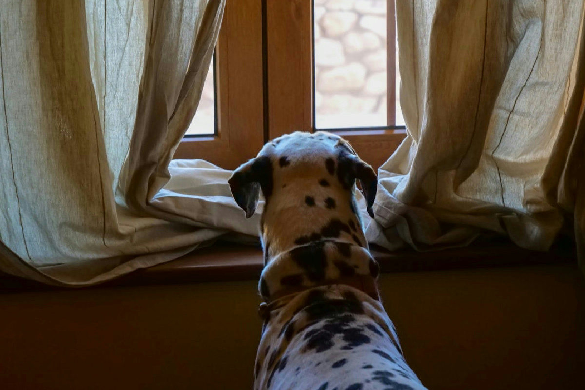 Come igienizzare casa se vivi con cani e gatti: le regole per pulire senza rischi per loro