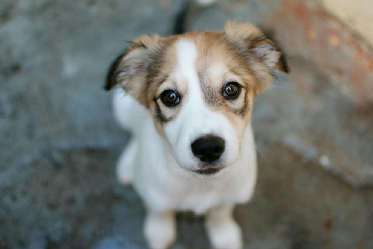 Come riconoscere i segnali nascosti del tuo cucciolo e impostare la base per una buona educazione