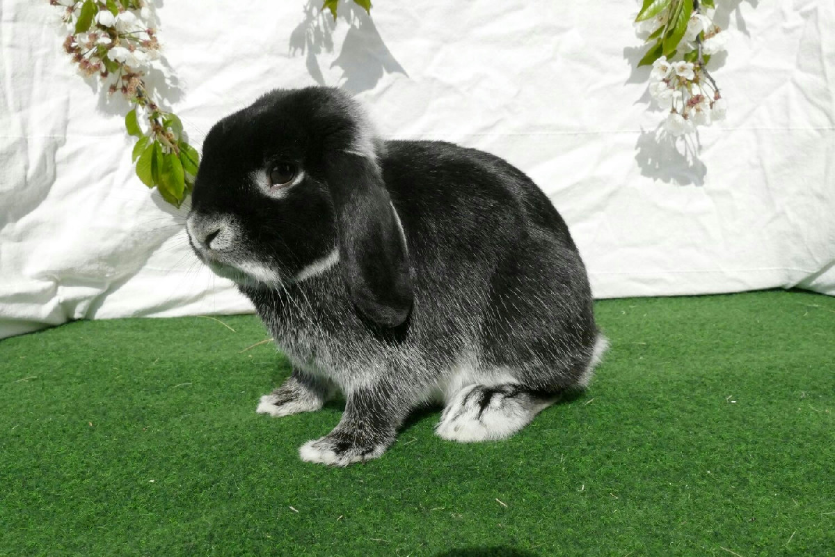 I conigli nani adorano la compagnia: tutto quello che devi sapere per allevarli felici in casa