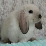 I conigli nani adorano la compagnia: tutto quello che devi sapere per allevarli felici in casa