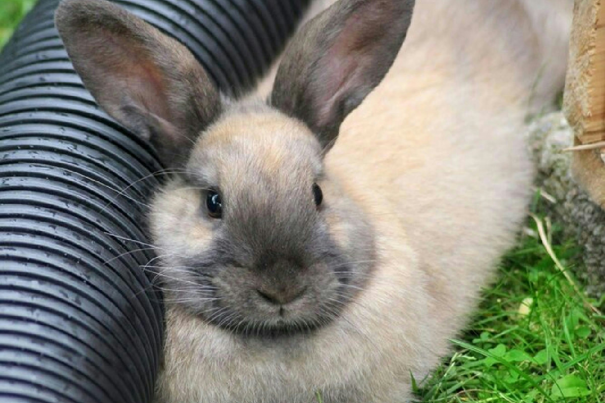 Coniglio domestico, benessere e alimentazione: i consigli chiave per un pet sano e felice in casa