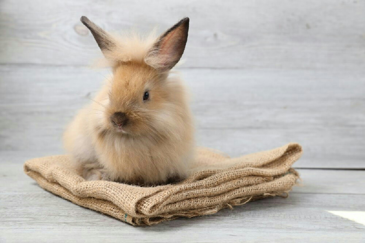 Coniglio domestico, benessere e alimentazione: i consigli chiave per un pet sano e felice in casa