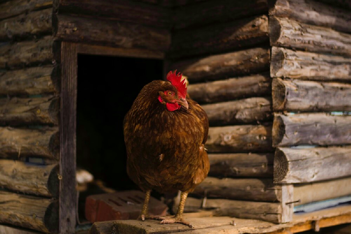 Le galline felici vivono meglio: cosa serve davvero nel pollaio per prendersene cura a casa