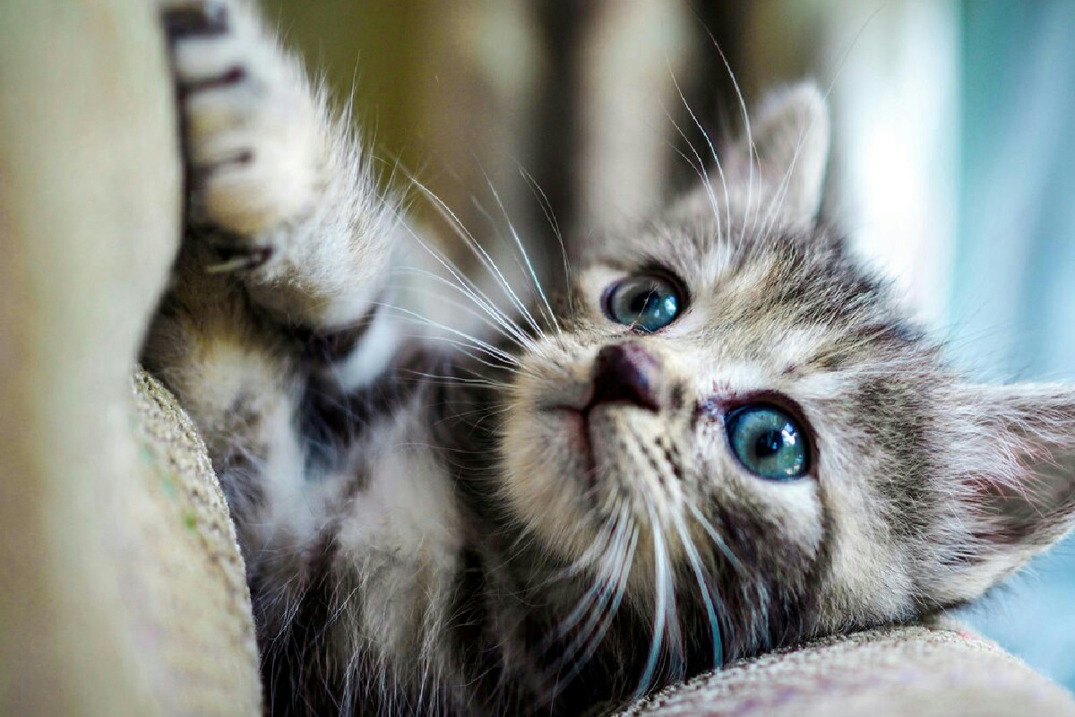 Gatti inarrestabili? 21 strategie geniali per addomesticare peli ribelli e notti insonni