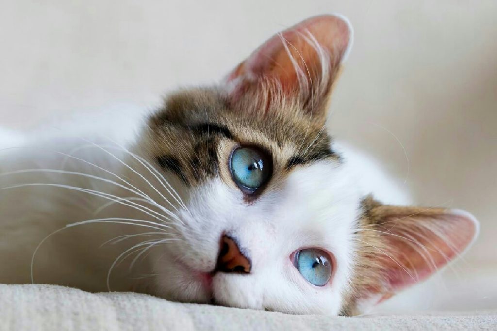 Gatti inarrestabili? 21 strategie geniali per addomesticare peli ribelli e notti insonni