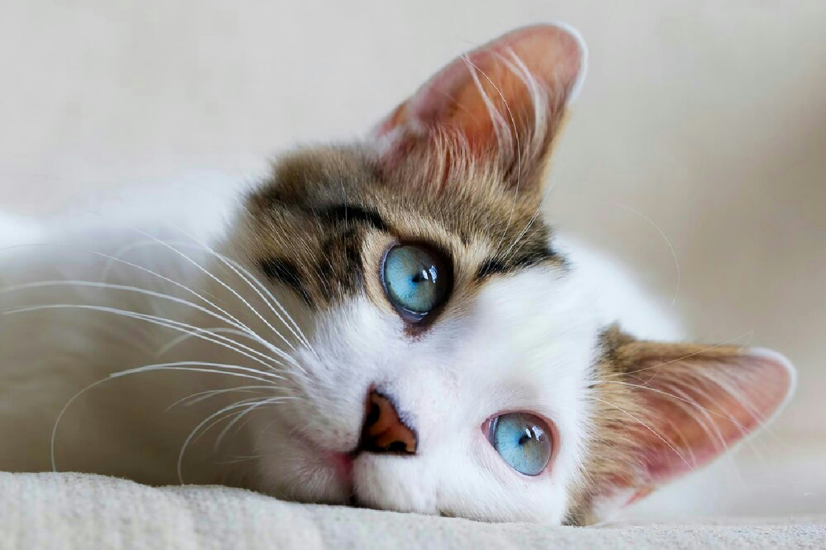 Gatti inarrestabili? 21 strategie geniali per addomesticare peli ribelli e notti insonni