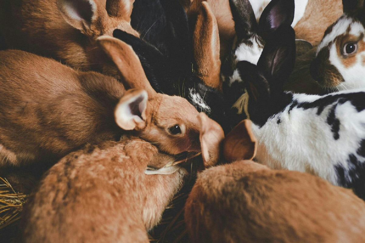 Il lato segreto degli animali da fattoria: 14 dettagli affascinanti sul loro vero carattere