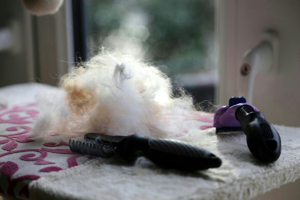 Non sopporti più i peli di cane e gatto ovunque? Ecco la soluzione veloce che funziona davvero