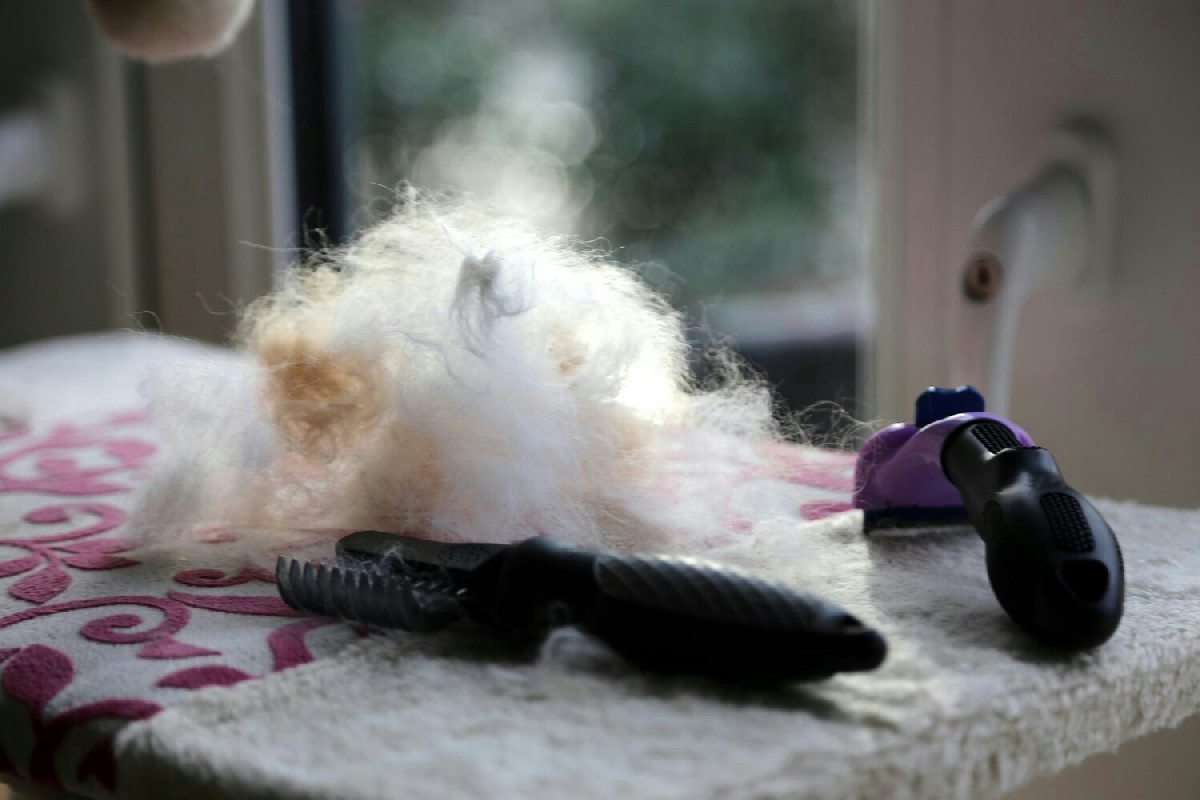 Non sopporti più i peli di cane e gatto ovunque? Ecco la soluzione veloce che funziona davvero