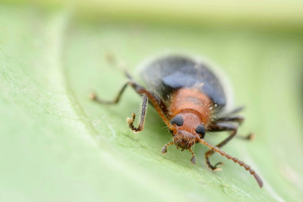 Pulci in casa o sugli animali? 6 piante repellenti che proteggono bambini e amici a quattro zampe