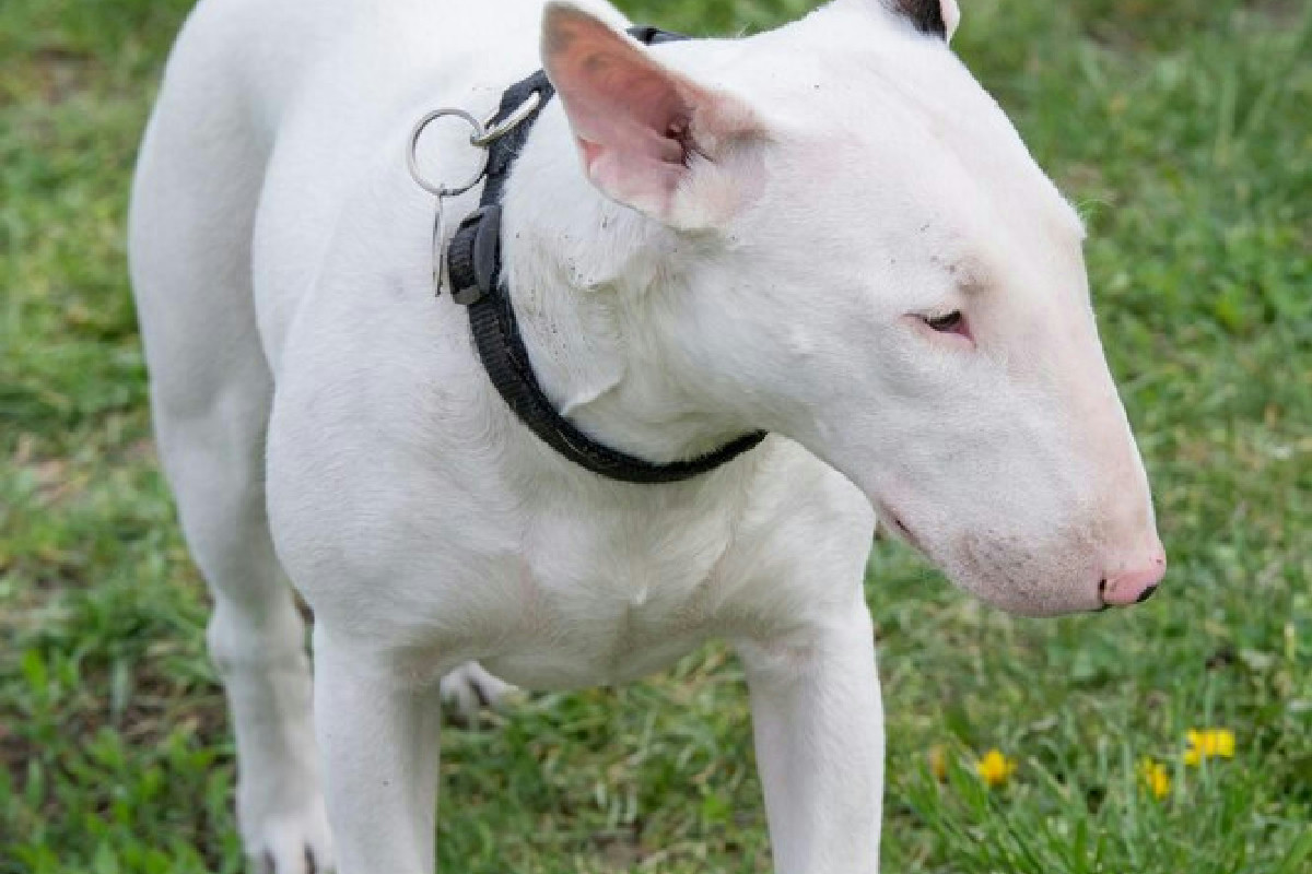 In quali Paesi europei il tuo cane rischia restrizioni? La lista delle razze vietate sorprende