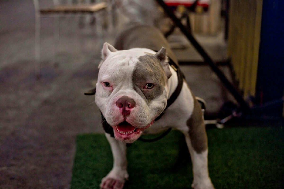 In quali Paesi europei il tuo cane rischia restrizioni? La lista delle razze vietate sorprende