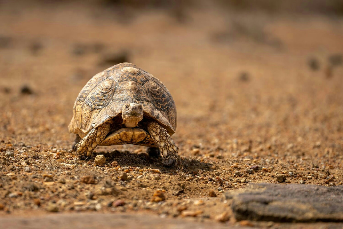 Tartaruga di terra: i consigli essenziali per proteggerla dal caldo e scegliere il giusto cibo