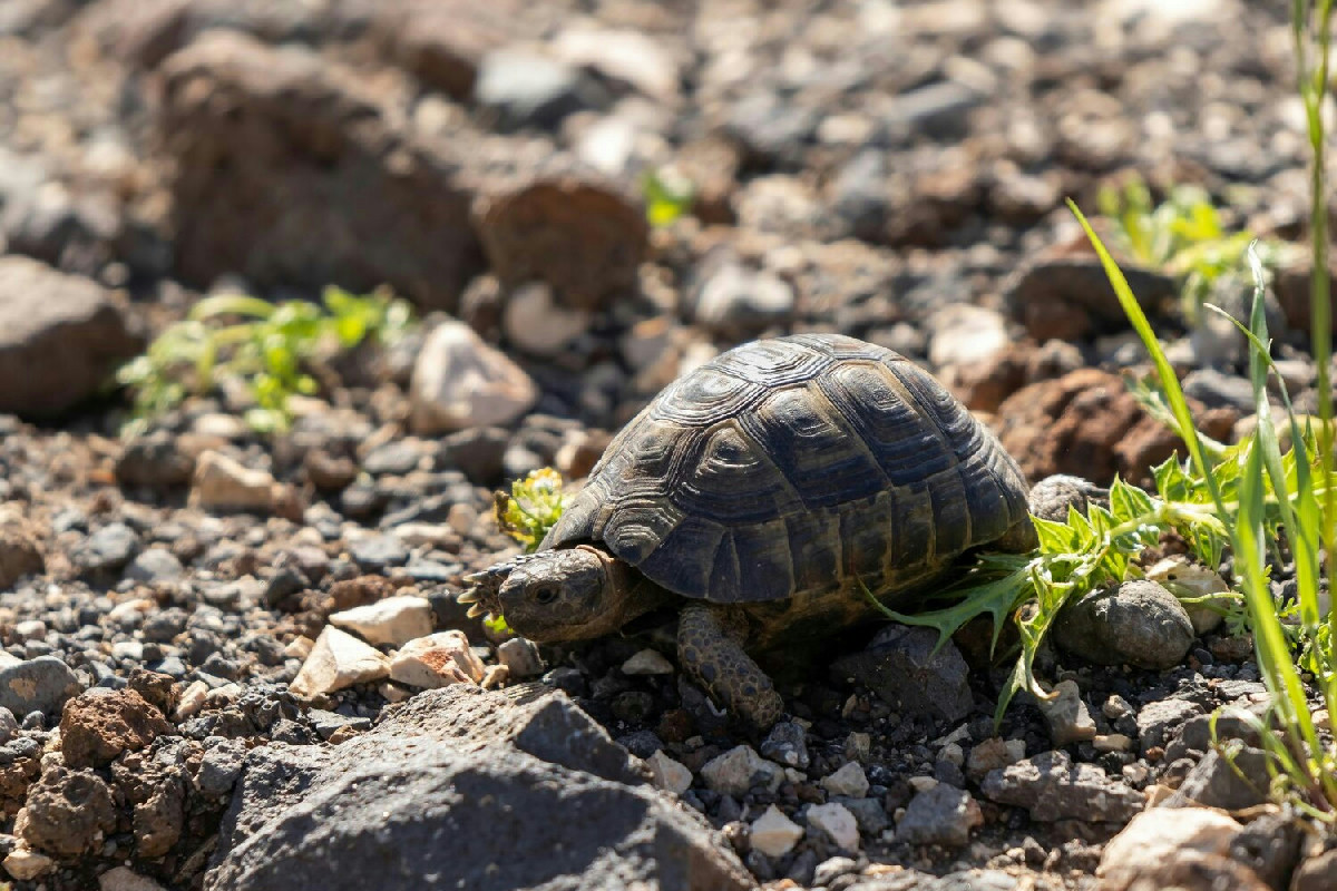 Tartaruga di terra: i consigli essenziali per proteggerla dal caldo e scegliere il giusto cibo
