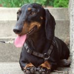 A 14 anni viene lasciato solo: la nuova vita di Weenie commuove chiunque ami gli animali