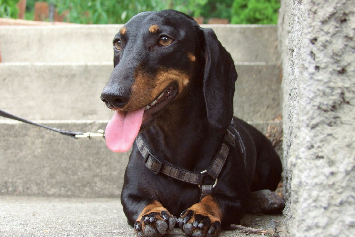 A 14 anni viene lasciato solo: la nuova vita di Weenie commuove chiunque ami gli animali