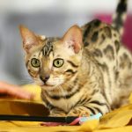 Adotta due gatti del Bengala da un allevatore, poi scopre qualcosa che nessuno si aspettava