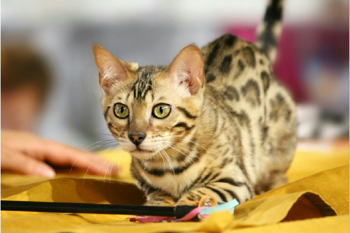 Adotta due gatti del Bengala da un allevatore, poi scopre qualcosa che nessuno si aspettava