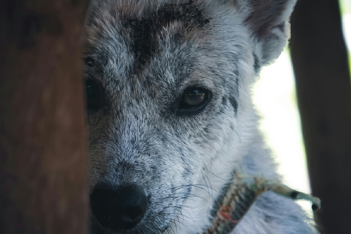 Il cane Raider era pelle e ossa: ora il suo coraggio riaccende la speranza e commuove tutti