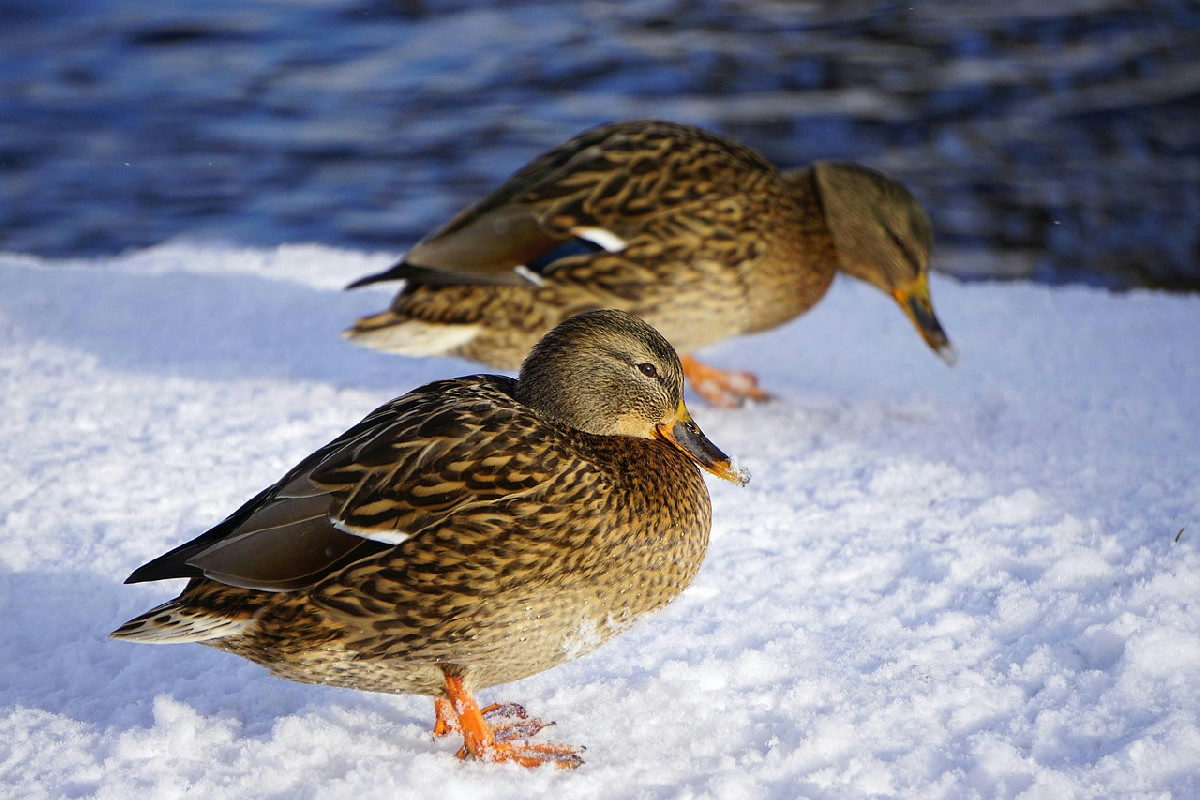 Il lato nascosto delle piste da sci: perché gli uccelli scelgono questi luoghi e cosa sta cambiando