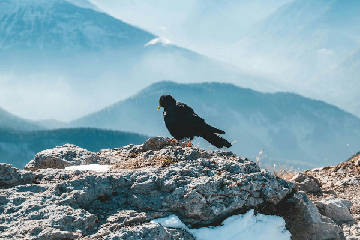 Il lato nascosto delle piste da sci: perché gli uccelli scelgono questi luoghi e cosa sta cambiando
