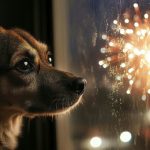 Olanda verso lo stop ai fuochi d’artificio anche per tutelare gli animali. Il divieto è legge, ma la realtà è un'altra