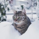 Quando il freddo gela l’aria: ecco cosa accade davvero se lasci il gatto fuori durante l’inverno