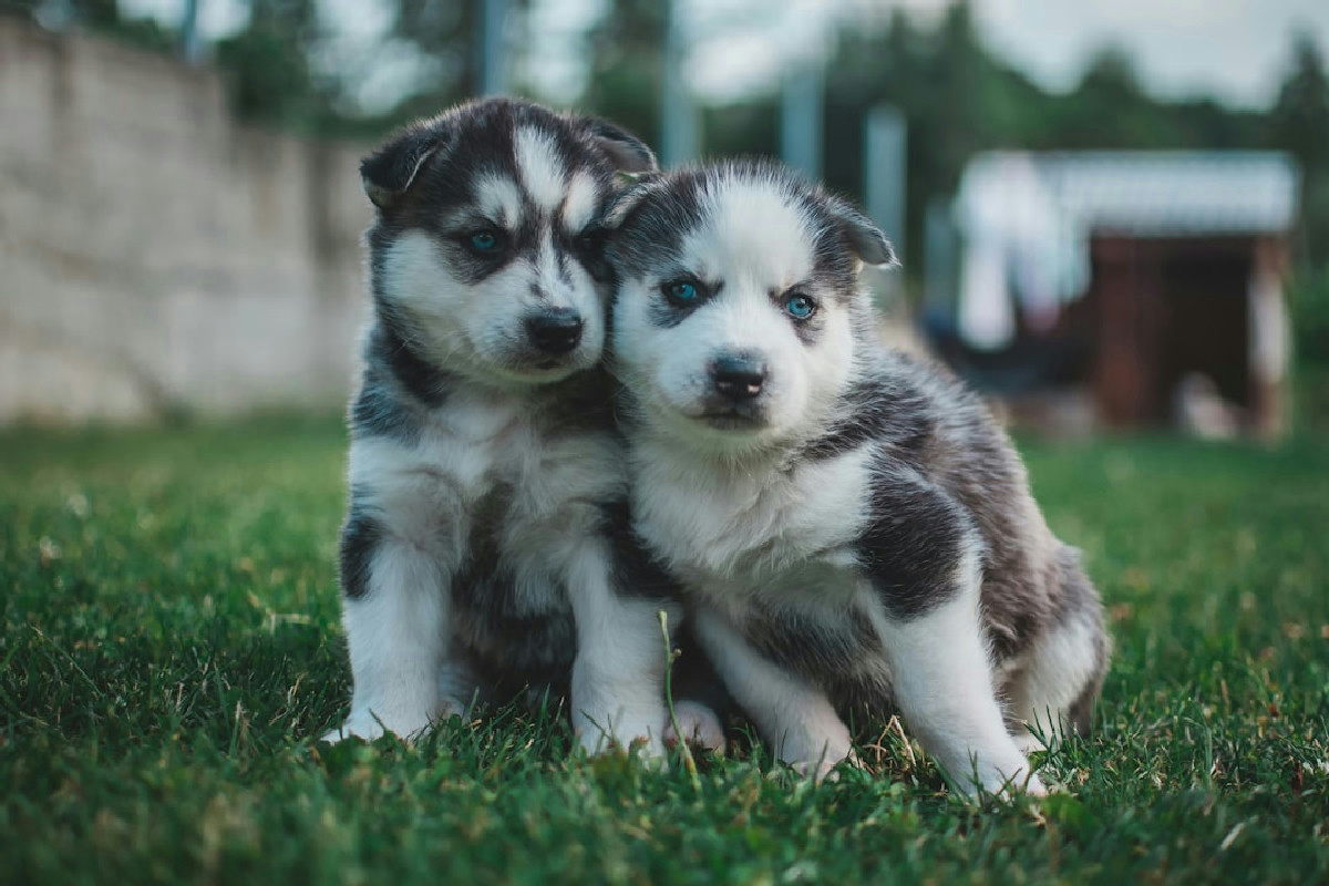 Salvati da una gabbia sotto la pioggia: cosa succede oggi ai 7 cuccioli che nessuno voleva