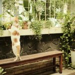 Se il gatto gira libero e rompe qualcosa dal vicino, chi paga davvero? La risposta ti spiazzerà