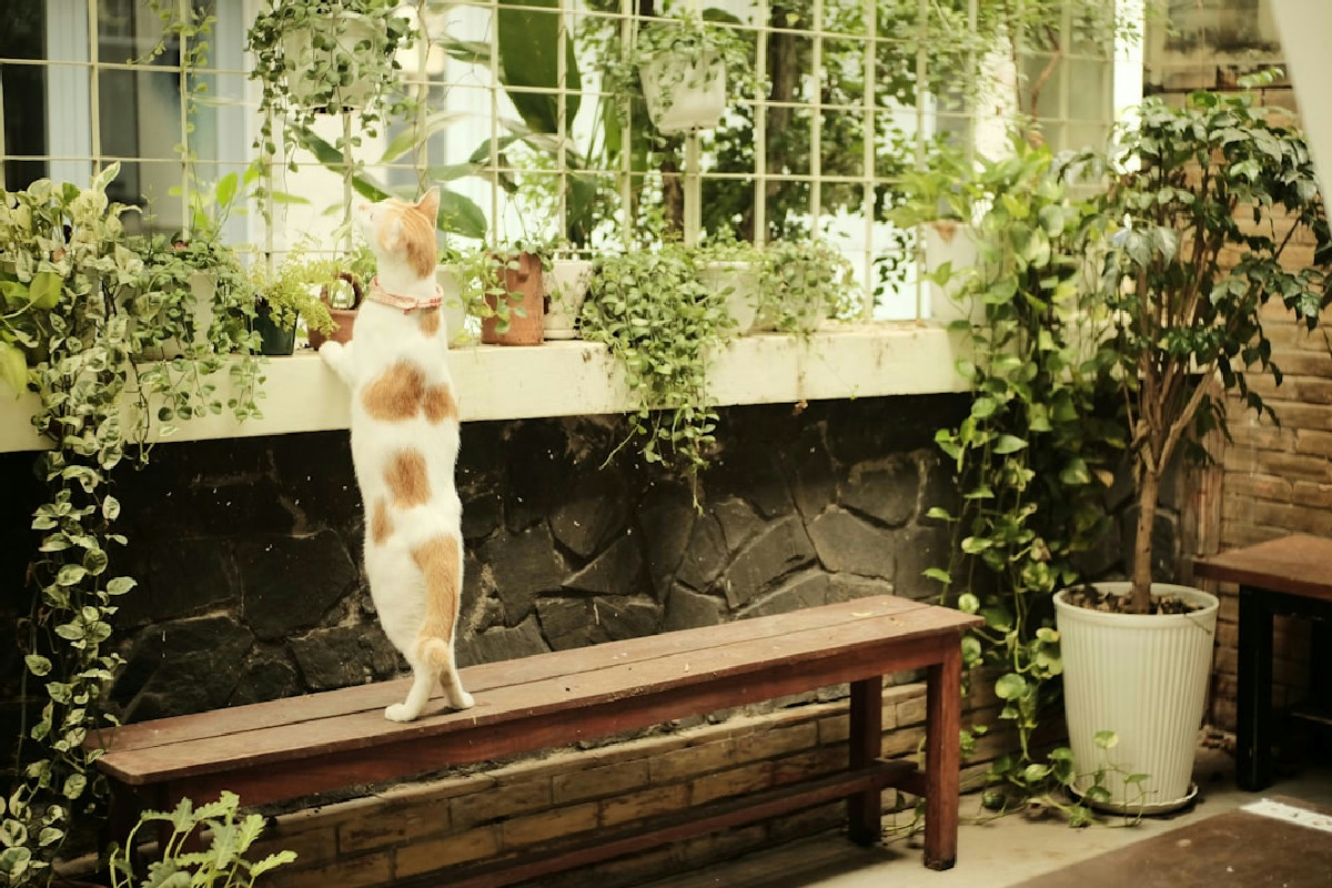 Se il gatto gira libero e rompe qualcosa dal vicino, chi paga davvero? La risposta ti spiazzerà