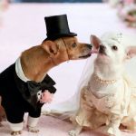 Sogna una casa piena di animali durante le nozze: la promessa che cambia la sua vita per sempre